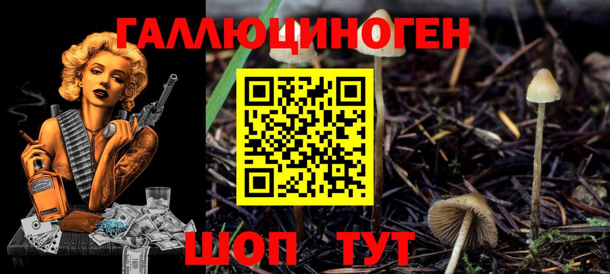 Псилоцибиновые грибы Cubensis Тельмана