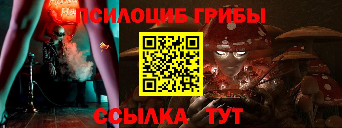 как найти   Вход с VPN  Тельмана  Галлюциногенные грибы Psilocybe 
